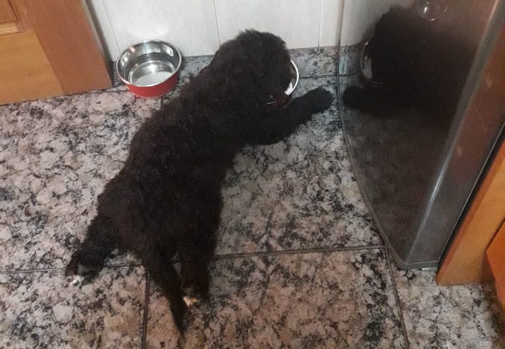 cachorro comiendo