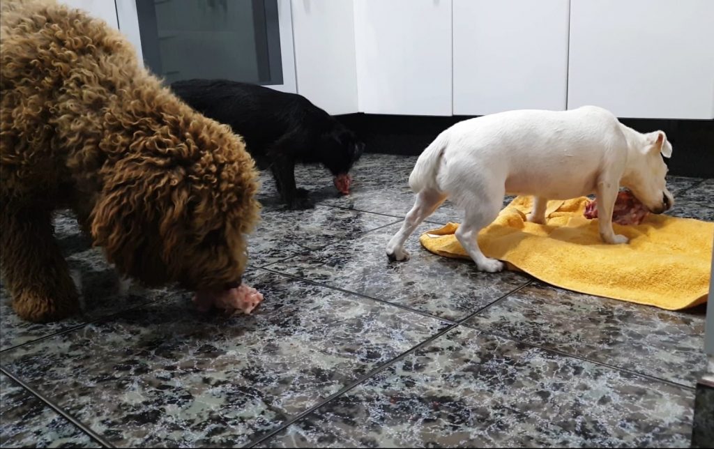 mascotas comiendo barf